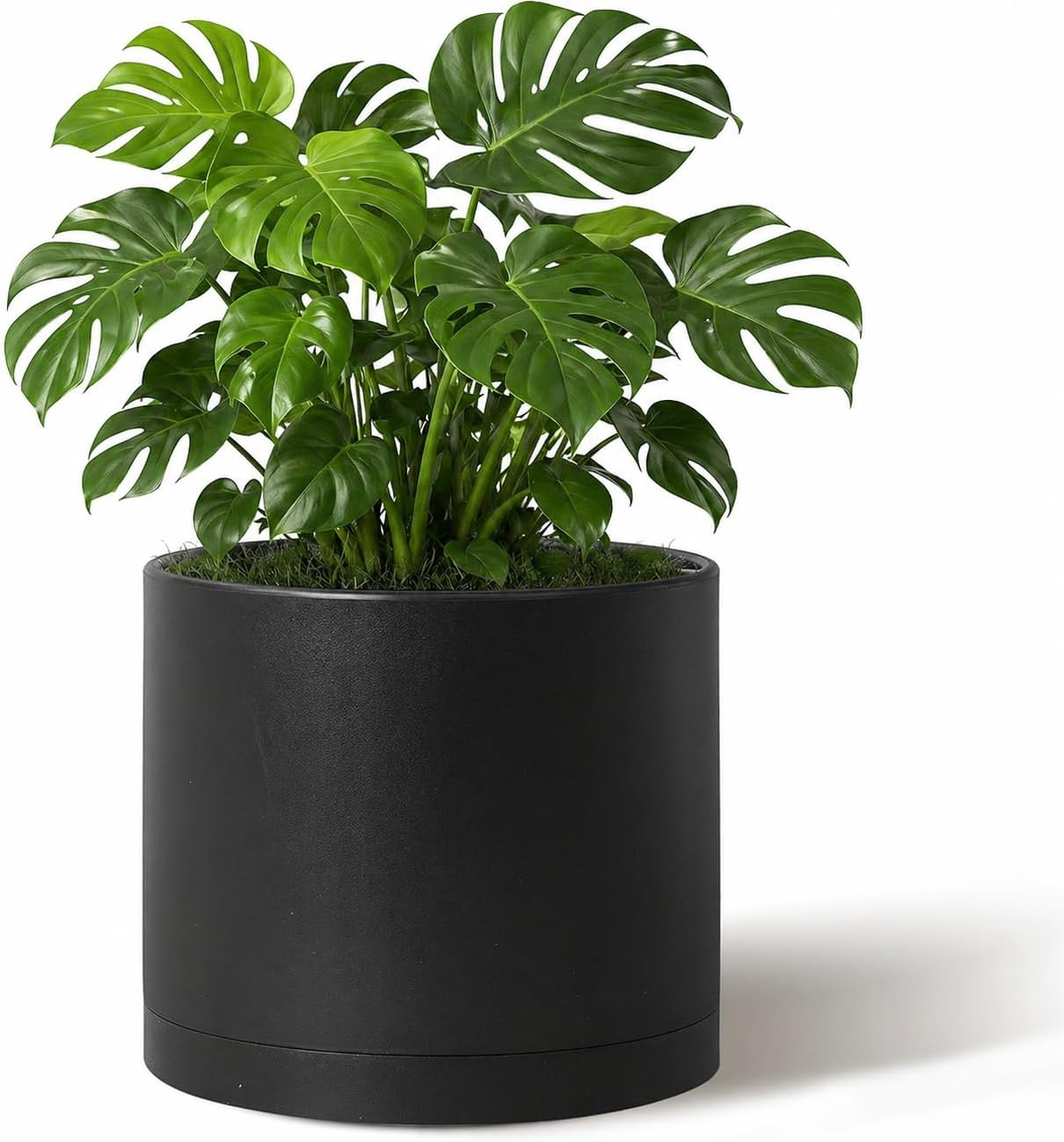 Black Giraffe Creation cylinder plant pot with green plant
